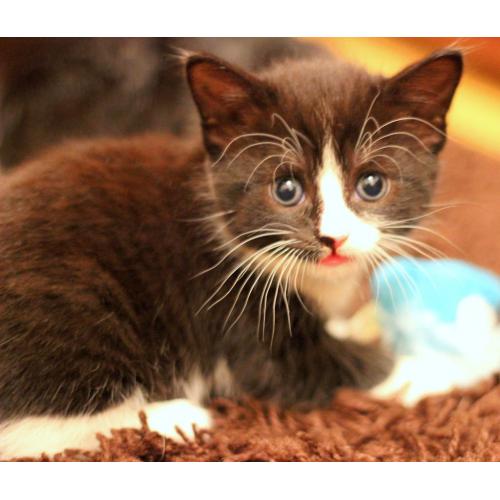 Gorgeous kittens are looking for home