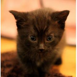 Gorgeous kittens are looking for home