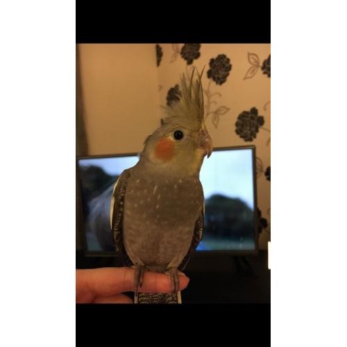 Cockatiel