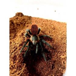 Brachypelma Vagans - Mexican Red Rump tarantula