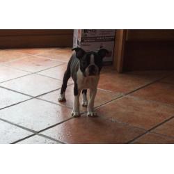 BOSTON TERRIER PUPPIES
