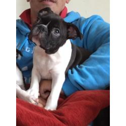 BOSTON TERRIER PUPPIES