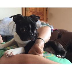 BOSTON TERRIER PUPPIES