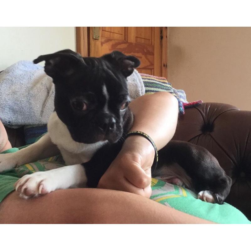 BOSTON TERRIER PUPPIES