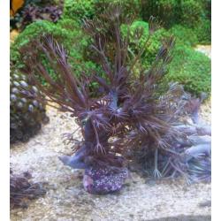 Marine coral frags