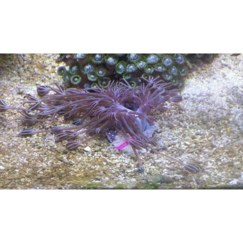 Marine coral frags