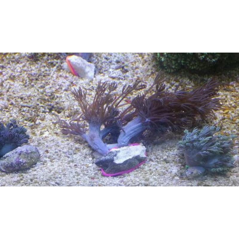 Marine coral frags