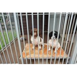 Sprocker pups for sale