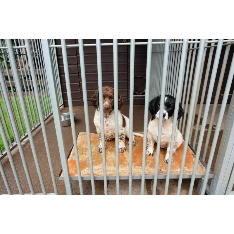 Sprocker pups for sale