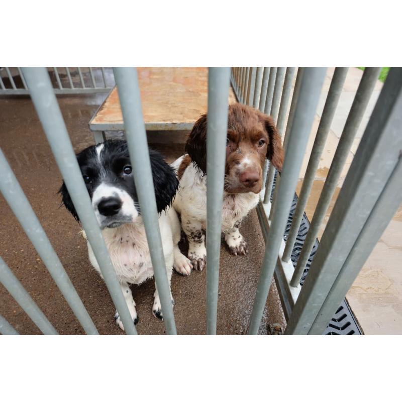 Sprocker pups for sale