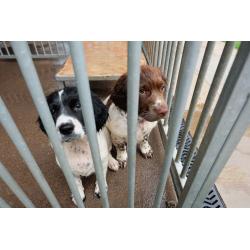 Sprocker pups for sale