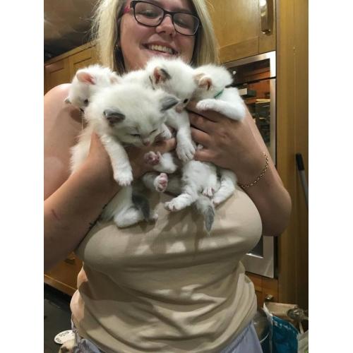 RAGDOLL KITTENS FULL PEDIGREE