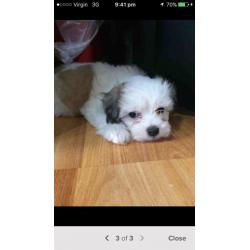 Chinese crested Shih Tzu cross pups