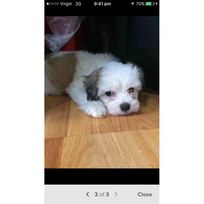Chinese crested Shih Tzu cross pups