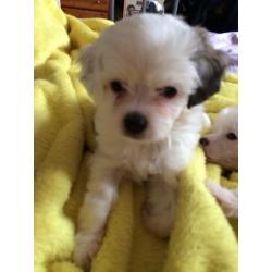 Chinese crested Shih Tzu cross pups
