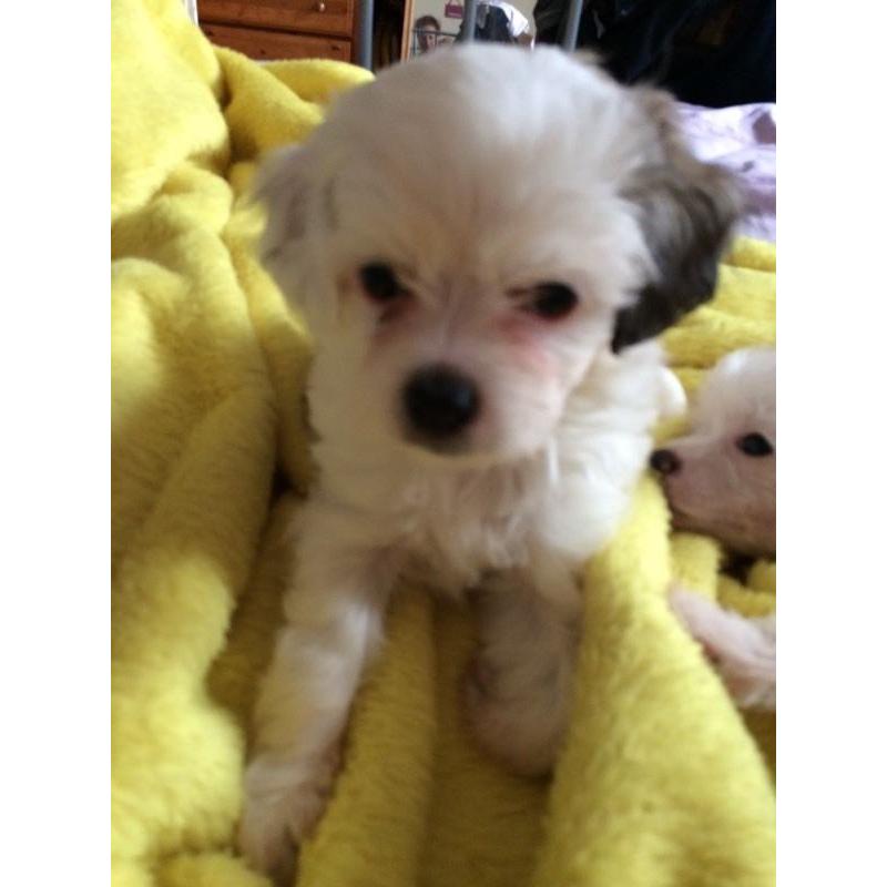 Chinese crested Shih Tzu cross pups