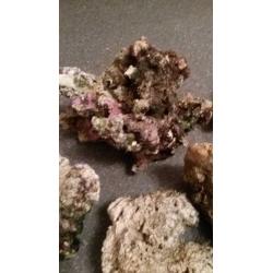 Marine live rock dried 28kg approx