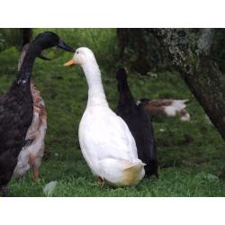 Duck and drake