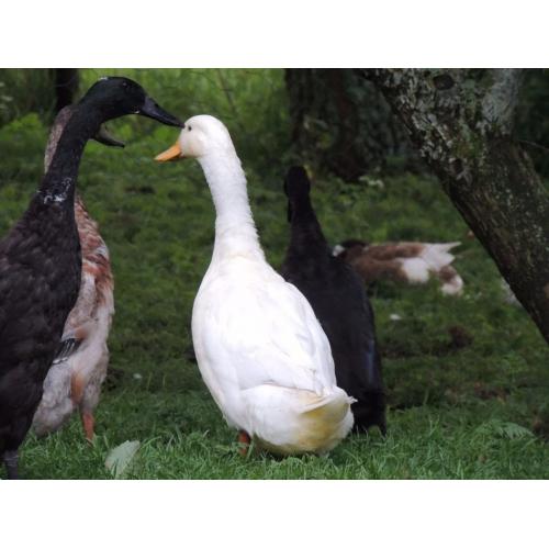 Duck and drake
