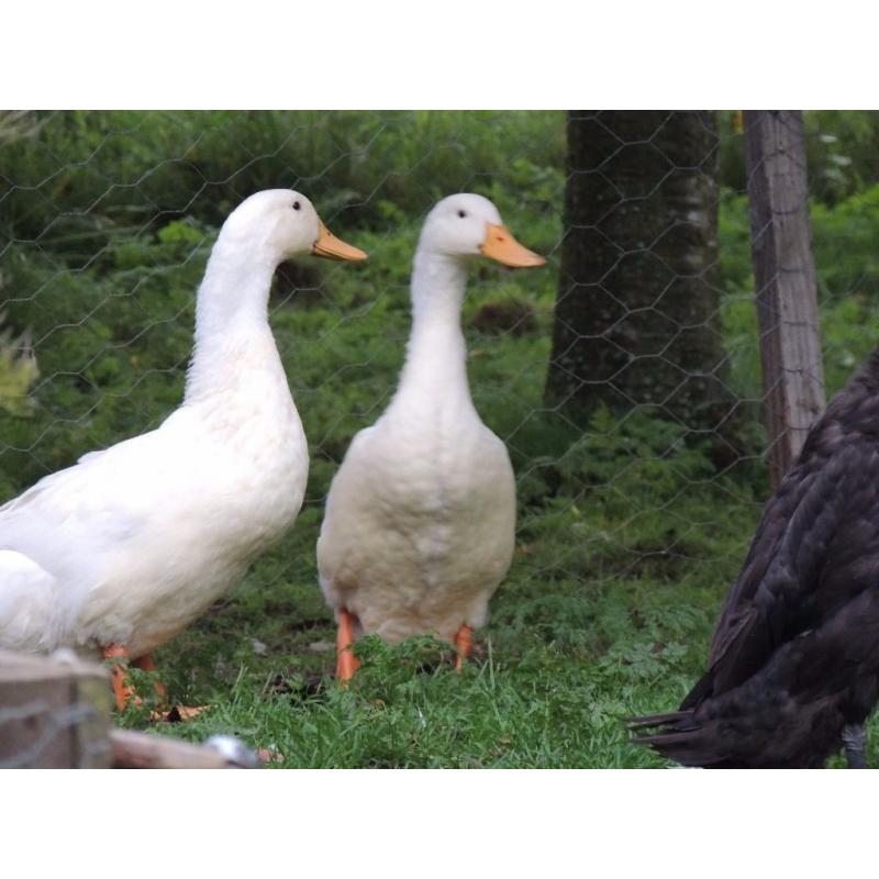 Duck and drake
