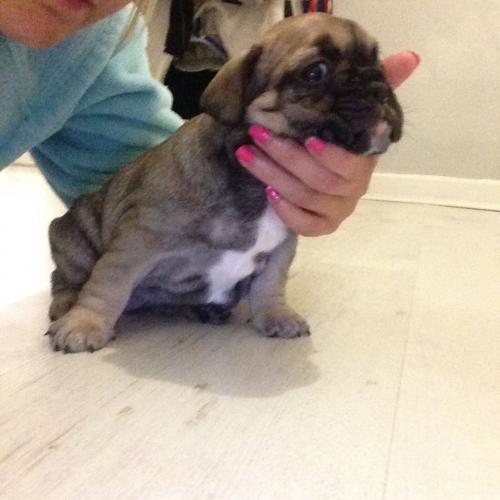 female French bulldog