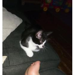 Black & white male kitten.