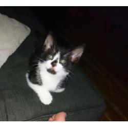 Black & white male kitten.