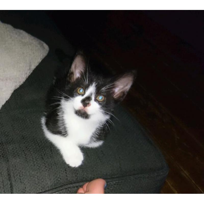 Black & white male kitten.