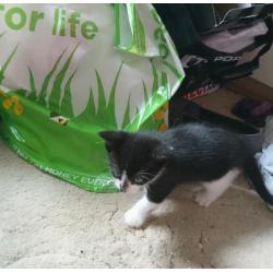 Black & white male kitten.