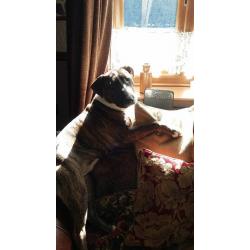 Blue Staffy x Ebt