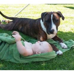 Blue Staffy x Ebt
