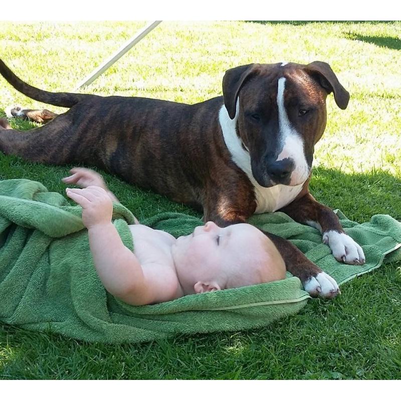 Blue Staffy x Ebt