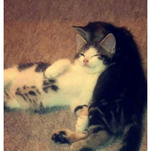 1/2 Bengal 1/2 Tabby available now 8 weeks old..1 Boy and 1Girl left