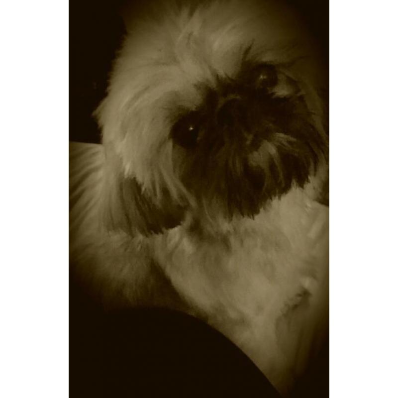 6lb tiny little shih tzu girl