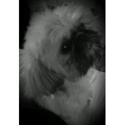 6lb tiny little shih tzu girl