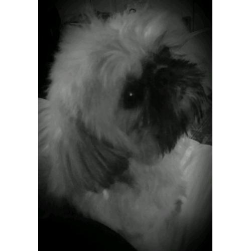 6lb tiny little shih tzu girl