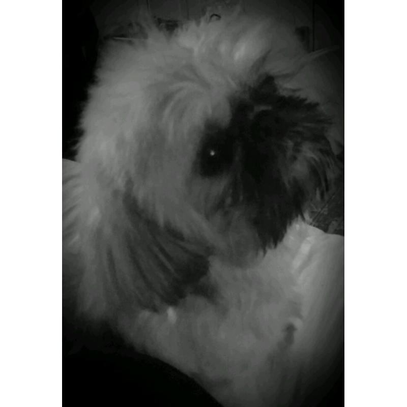 6lb tiny little shih tzu girl
