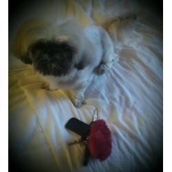 6lb tiny little shih tzu girl