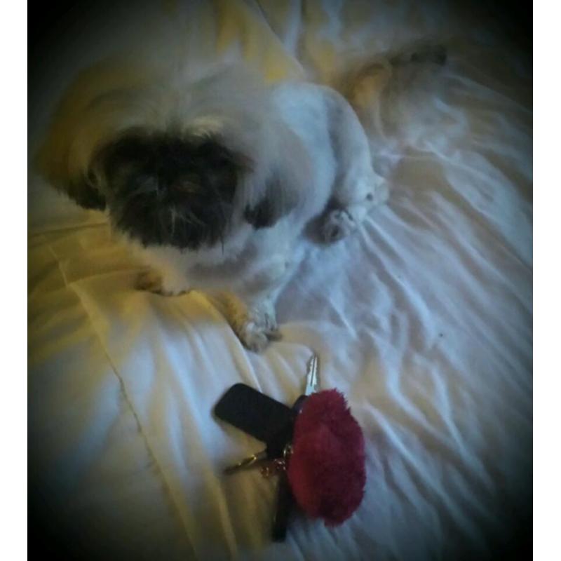 6lb tiny little shih tzu girl