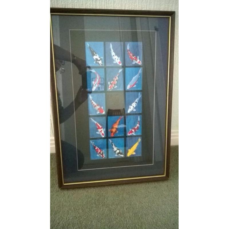 Koi trading cards - complete set of 14 framed