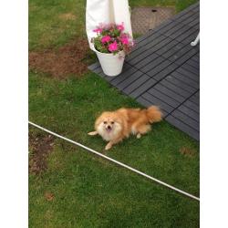 Beautiful Pomeranian girl