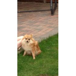 Beautiful Pomeranian girl