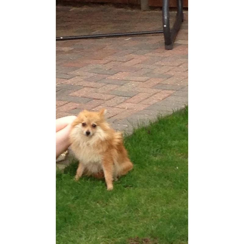 Beautiful Pomeranian girl