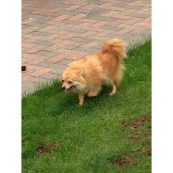 Beautiful Pomeranian girl