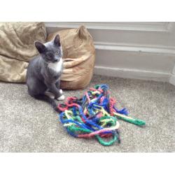 grey & white tom kitten for sale