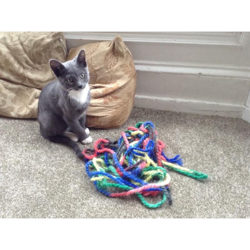 grey & white tom kitten for sale
