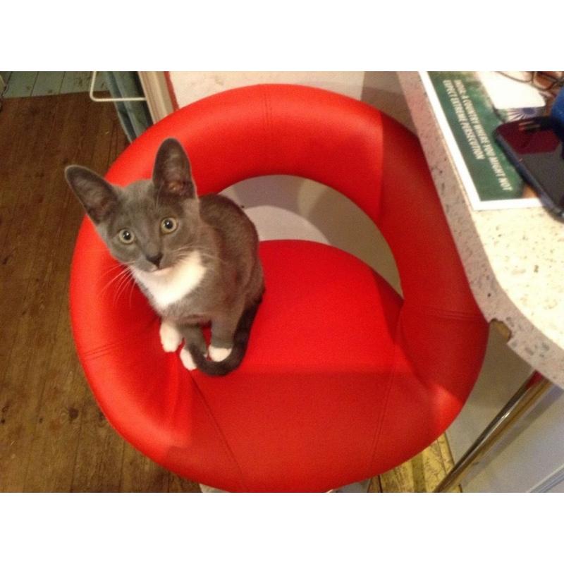 grey & white tom kitten for sale