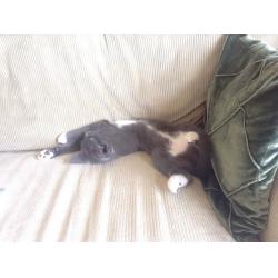 grey & white tom kitten for sale