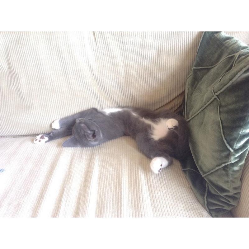 grey & white tom kitten for sale