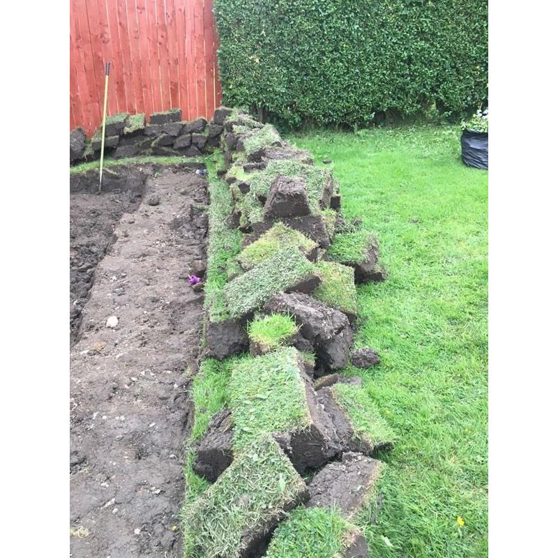 Turfs of grass